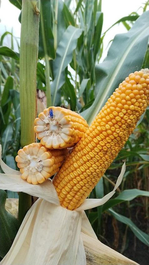 Tehnos Thenos Seitentmulcher Tehnos MB Profi LW220R Arbeitsbreite 220cm Gewicht 1042kg Seitenverschiebung 140cm 55 Grad in Gräben & 90 Grad für Wegeränder