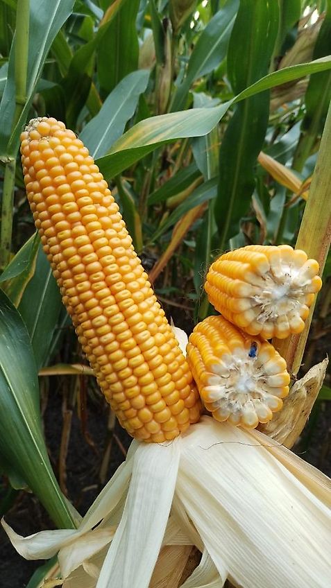 Tehnos Thenos Seitentmulcher Tehnos MB Profi LW220R Arbeitsbreite 220cm Gewicht 1042kg Seitenverschiebung 140cm 55 Grad in Gräben & 90 Grad für Wegeränder