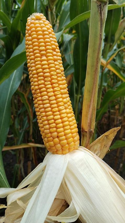 Stoll Ballenspies Hersteller MO Radlader Teleskoplader Ballengabel Runballengabelspies Pakenballengabel