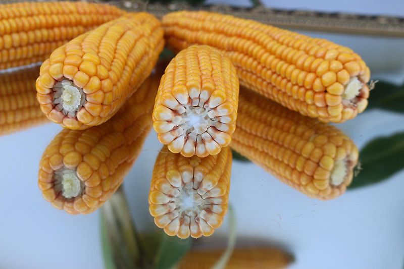 Stoll Ballenspies Hersteller MO Radlader Teleskoplader Ballengabel Runballengabelspies Pakenballengabel