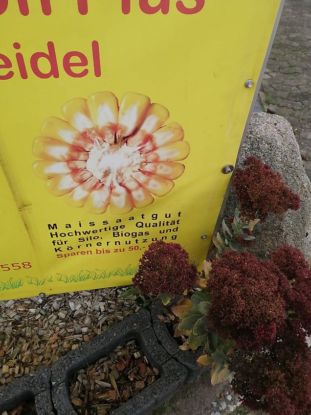 Grimme Rau Legeggerät 2 Reihig 160cm Rahmenbreite mit 2 Bestückersitzen sowie Hecksteuerung als Hackgerät Ideal zum Knollenlegen mit Dammformer oder alles was in die Erde abgelegt werden mußKein Grimme Kartoffellegegegerät